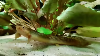 Polypterus palmas im Aquarium halten