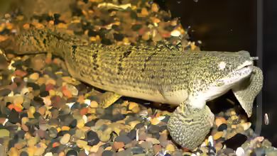 Polypterus weeksii im Aquarium halten