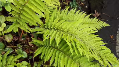 Polystichum setiferum am Gartenteich pflanzen