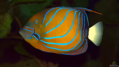 Pomacanthus annularis im Aquarium halten