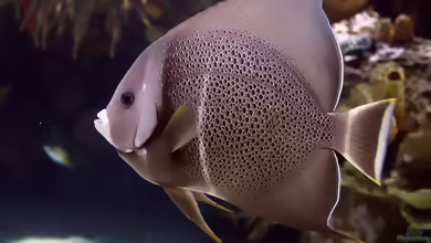 Pomacanthus arcuatus im Aquarium halten
