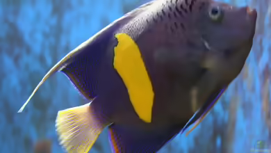 Pomacanthus asfur im Aquarium halten