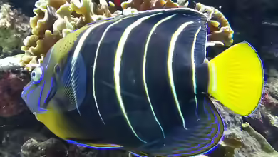 Pomacanthus chrysurus im Aquarium halten