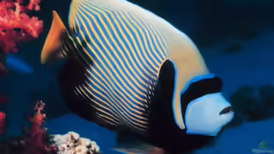 Pomacanthus imperator im Aquarium halten