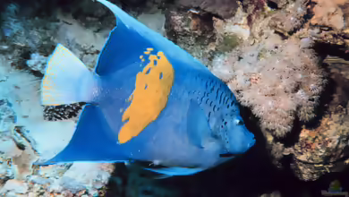 Pomacanthus maculosus im Aquarium halten