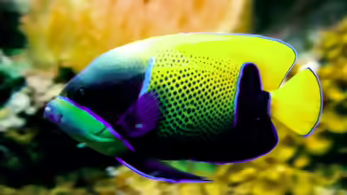 Pomacanthus navarchus im Aquarium halten