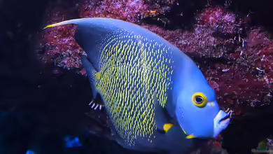 Pomacanthus paru im Aquarium halten