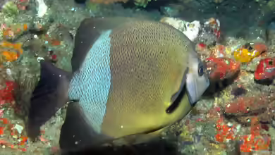 Pomacanthus rhomboides im Aquarium halten