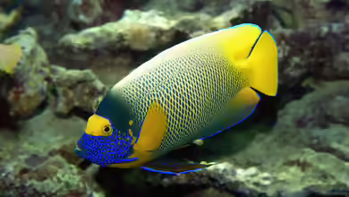 Pomacanthus xanthometopon im Aquarium halten