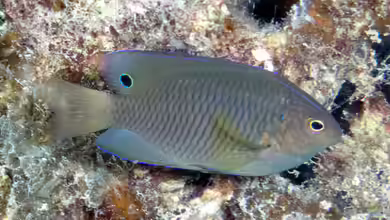 Pomacentrus adelus im Aquarium halten
