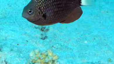 Pomacentrus albicaudatus im Aquarium halten