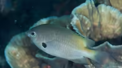 Pomacentrus alexanderae im Aquarium halten