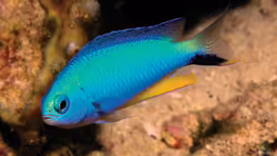 Pomacentrus alleni im Aquarium halten