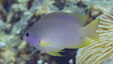 Pomacentrus amboinensis im Aquarium halten