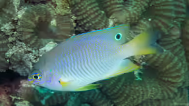 Pomacentrus andamanensis im Aquarium halten
