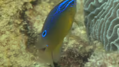 Pomacentrus aquilus im Aquarium halten