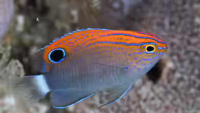 Pomacentrus bankanensis im Aquarium halten