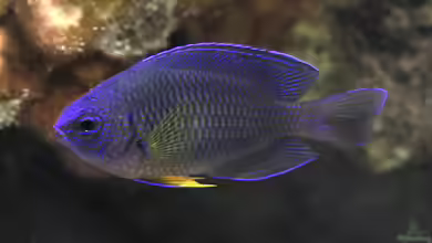 Pomacentrus caeruleopunctatus im Aquarium halten