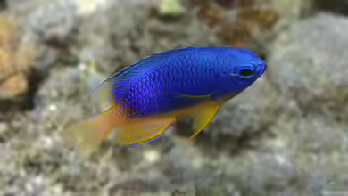 Pomacentrus caeruleus im Aquarium halten