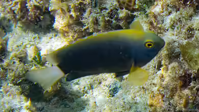 Pomacentrus chrysurus im Aquarium halten