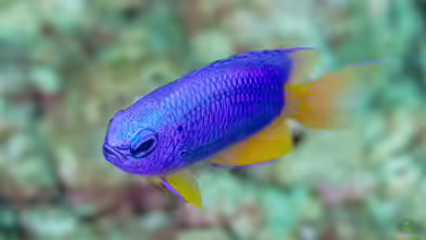 Pomacentrus coelestis im Aquarium halten