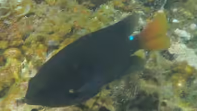 Pomacentrus grammorhynchus im Aquarium halten