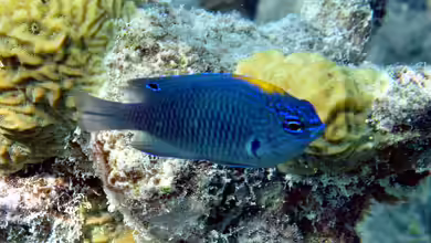 Pomacentrus indicus im Aquarium halten