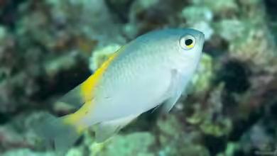 Pomacentrus lepidogenys im Aquarium halten