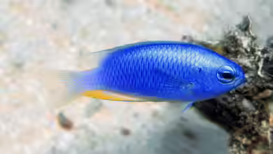 Pomacentrus micronesicus im Aquarium halten