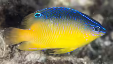Pomacentrus milleri im Aquarium halten