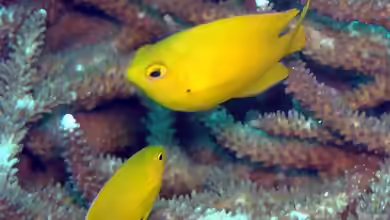 Pomacentrus moluccensis im Aquarium halten