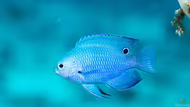 Pomacentrus nagasakiensis im Aquarium halten