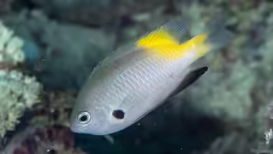 Pomacentrus nigromanus im Aquarium halten