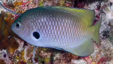 Pomacentrus nigromarginatus im Aquarium halten