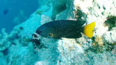 Pomacentrus philippinus im Aquarium halten