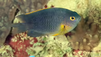 Pomacentrus rodriguesensis im Aquarium halten