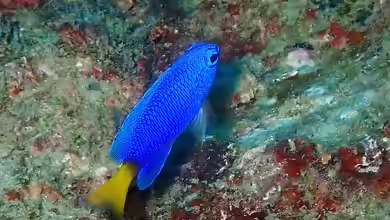 Pomacentrus similis im Aquarium halten