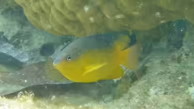 Pomacentrus simsiang im Aquarium halten