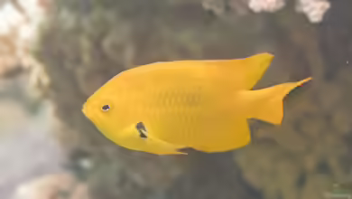 Pomacentrus sulfureus im Aquarium halten