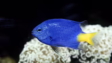Pomacentrus trichrourus im Aquarium halten