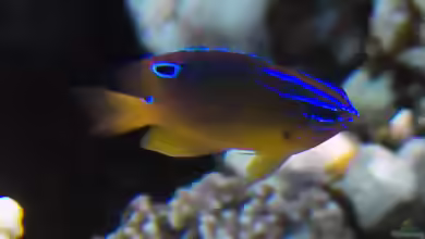 Pomacentrus trilineatus im Aquarium halten