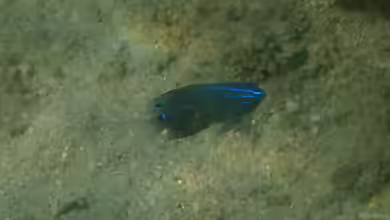 Pomacentrus tripunctatus im Aquarium halten