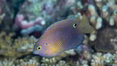 Pomacentrus vaiuli im Aquarium halten