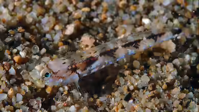 Pomatoschistus bathi im Aquarium halten