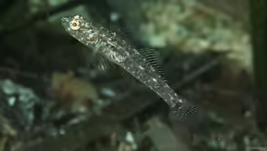 Pomatoschistus knerii im Aquarium halten
