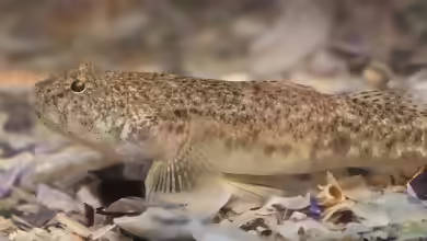 Pomatoschistus marmoratus im Aquarium halten