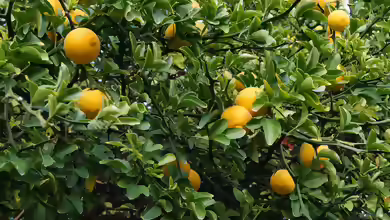 Poncirus trifoliata im Garten pflanzen