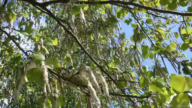 Populus tremula im Garten pflanzen
