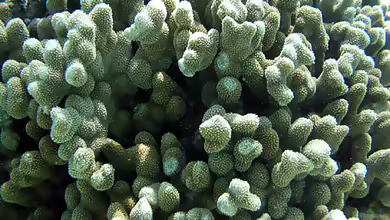 Porites annae im Aquarium halten