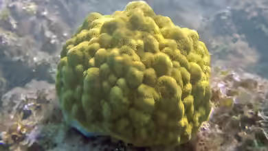 Porites astreoides im Aquarium halten